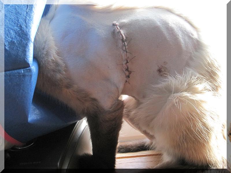 BabyIncision.jpg