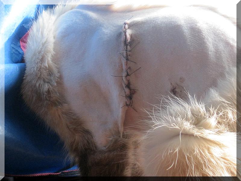 BabyIncision2.jpg