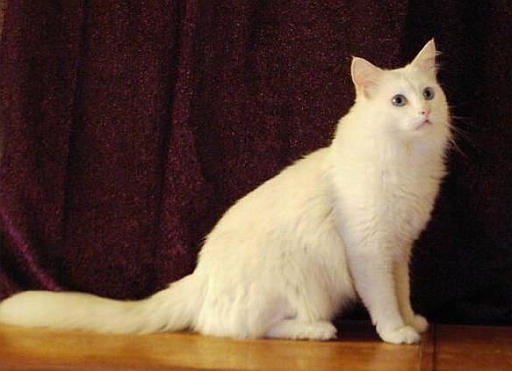 Angora.jpg