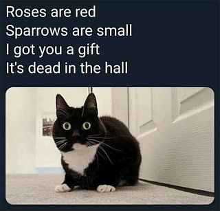 CaturdayGift.jpg